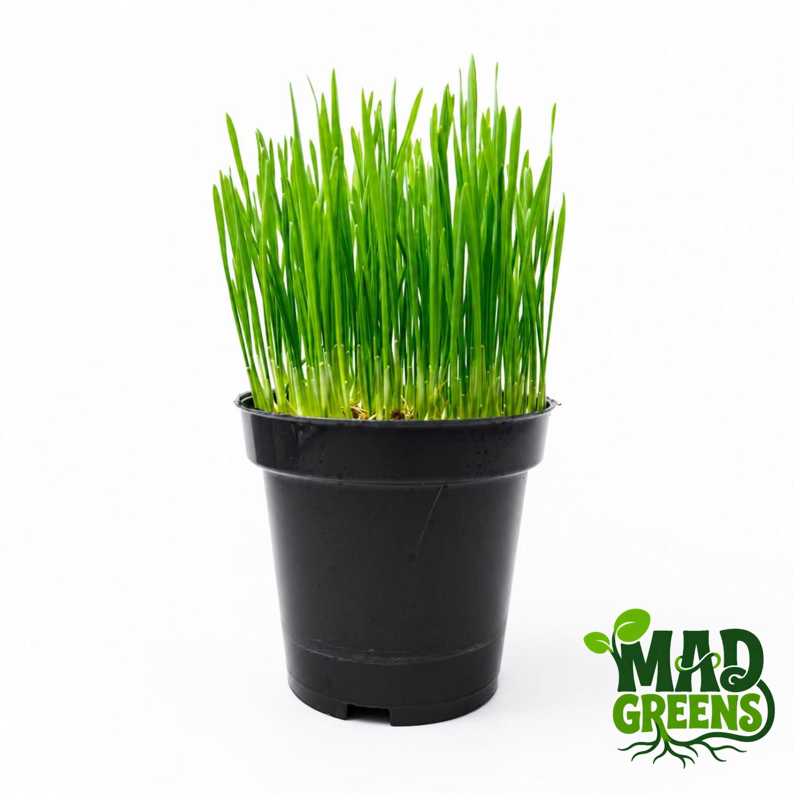 MADGreens - Wheatgrass / Rumput Kucing Potted - Fresh