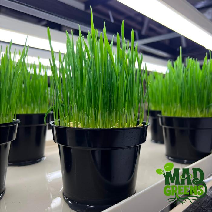 MADGreens - Wheatgrass / Rumput Kucing Potted - Fresh foto 2