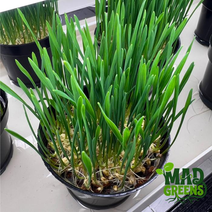 MADGreens - Wheatgrass / Rumput Kucing Potted - Fresh foto 3