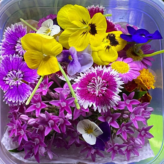 MADGreens - Mix Edible Flowers - Garnish - Fresh Cut foto 9