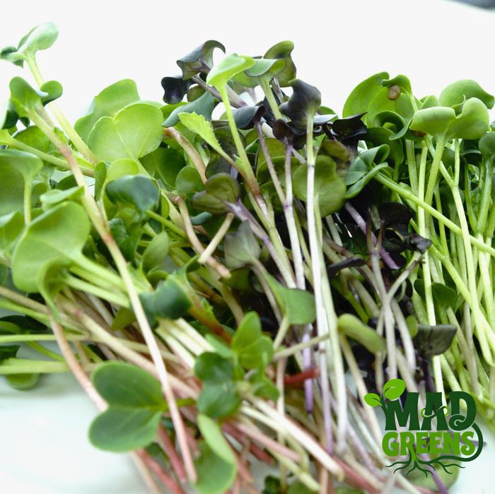 MADGreens - Microgreens Mix Radish 50gr - Salad Microgreen - Fresh Cut foto 2