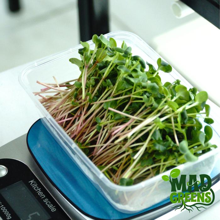 MADGreens - Microgreens Red Radish 50gr - Salad Microgreen - Fresh Cut foto 2