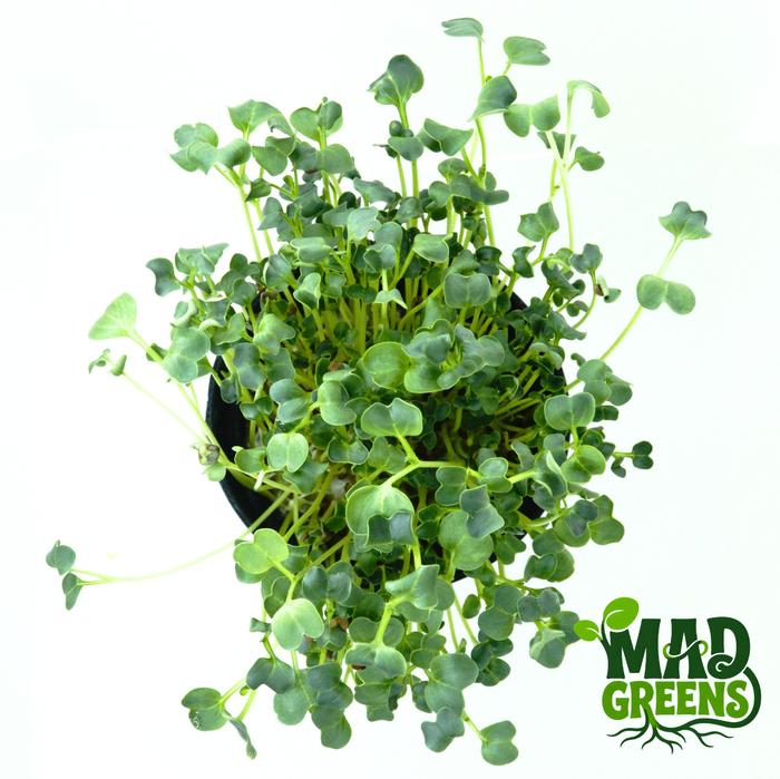 MADGreens - Microgreens White Radish 50gr - Salad Microgreen - Fresh Cut foto 2