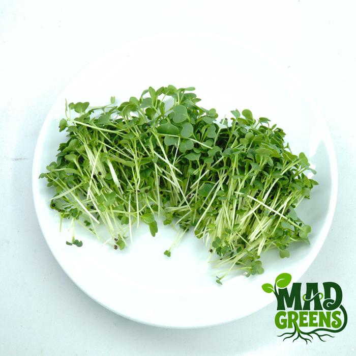 MADGreens - Microgreens Mustard 50gr - Salad Microgreen - Fresh Cut foto 2