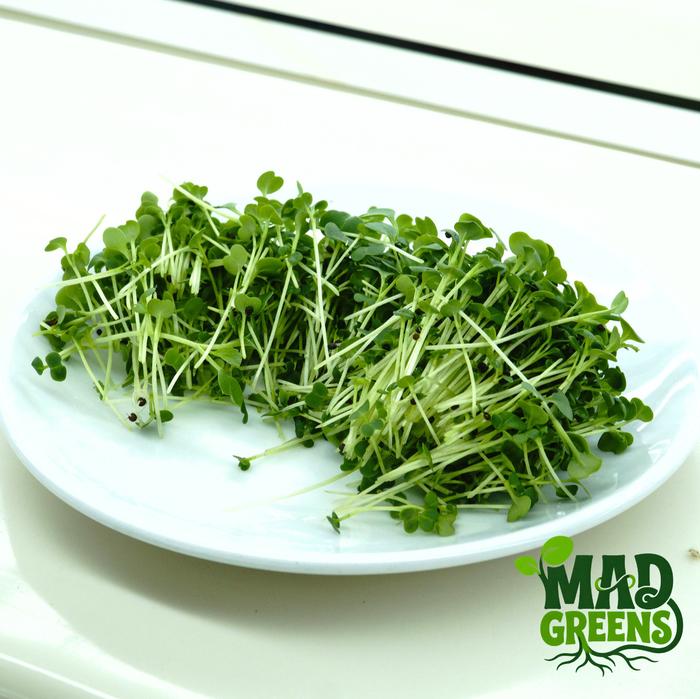 MADGreens - Microgreens Mustard 50gr - Salad Microgreen - Fresh Cut foto 3