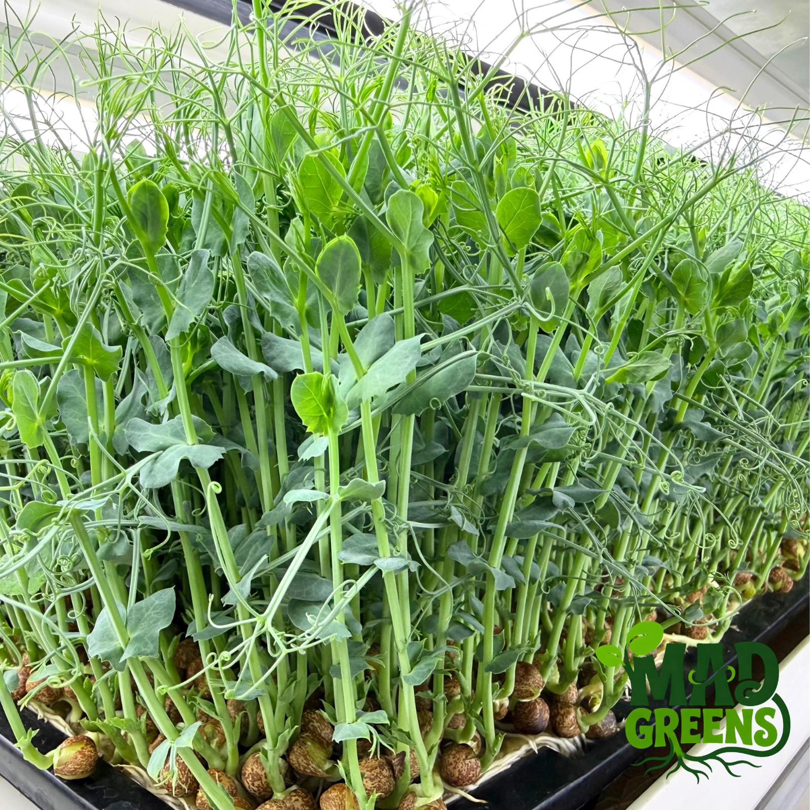 MADGreens - Microgreens Pea Shoots 50gr - Salad Microgreen - Fresh Cut