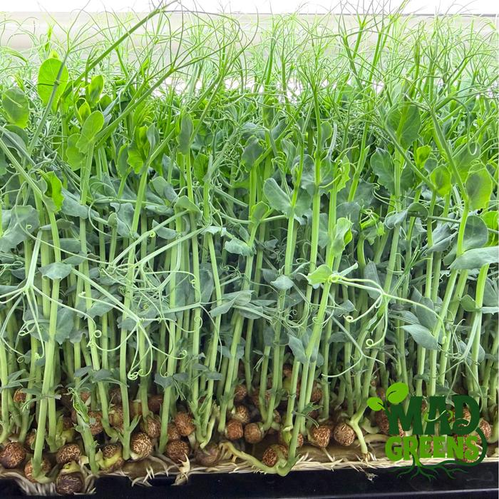 MADGreens - Microgreens Pea Shoots 50gr - Salad Microgreen - Fresh Cut foto 2