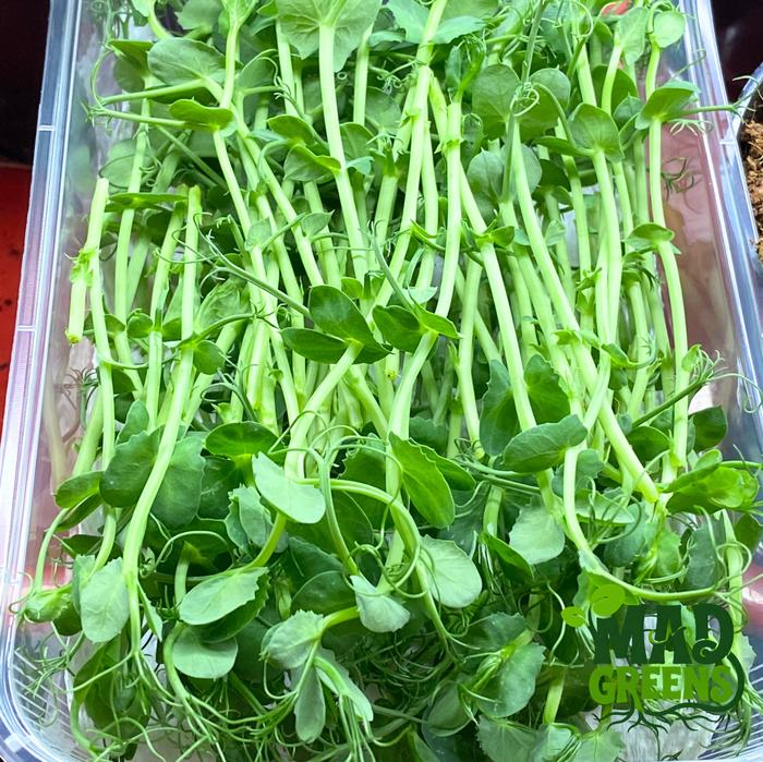 MADGreens - Microgreens Pea Shoots 50gr - Salad Microgreen - Fresh Cut foto 3