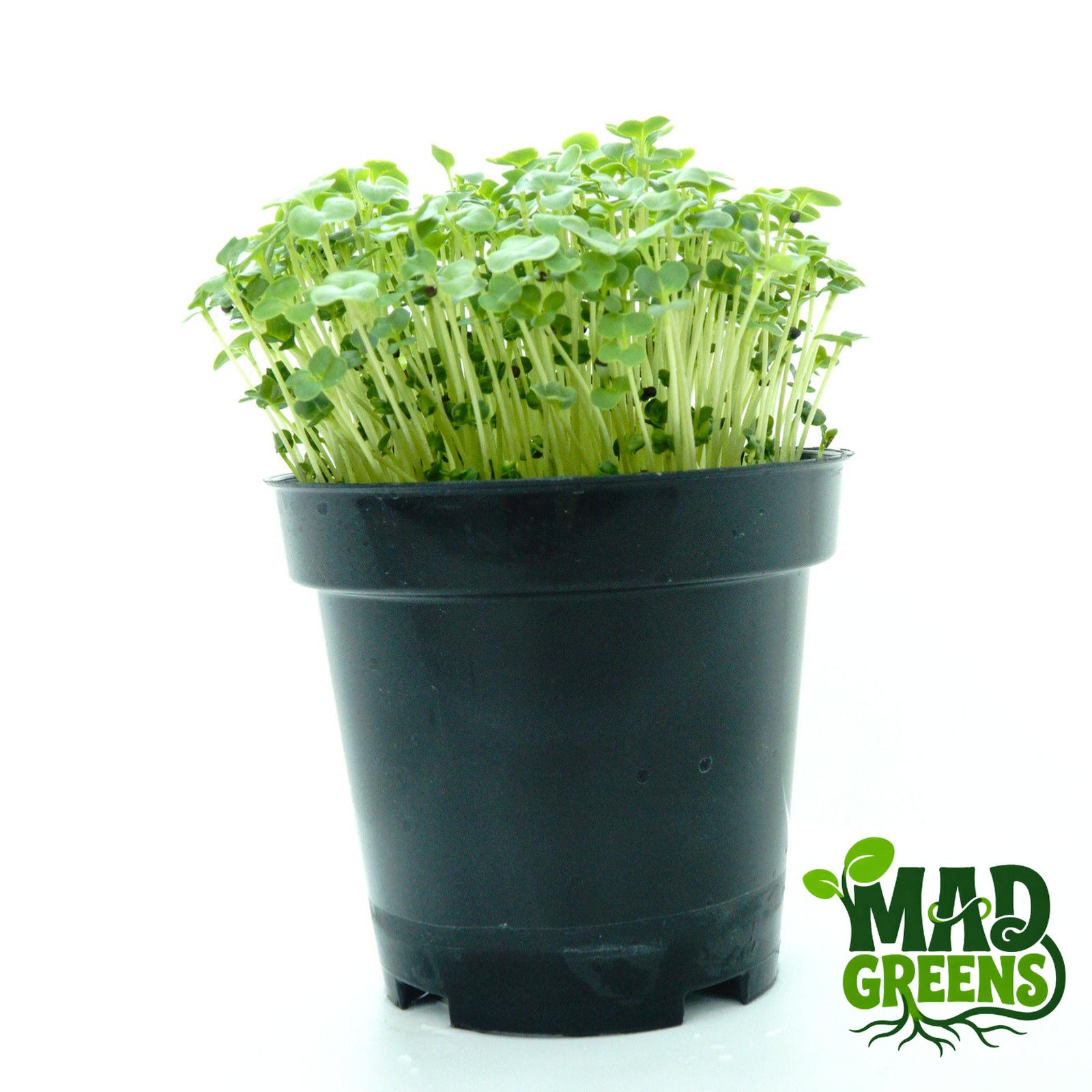 MADGreens - Microgreens Broccoli Potted - Salad Microgreen - Fresh