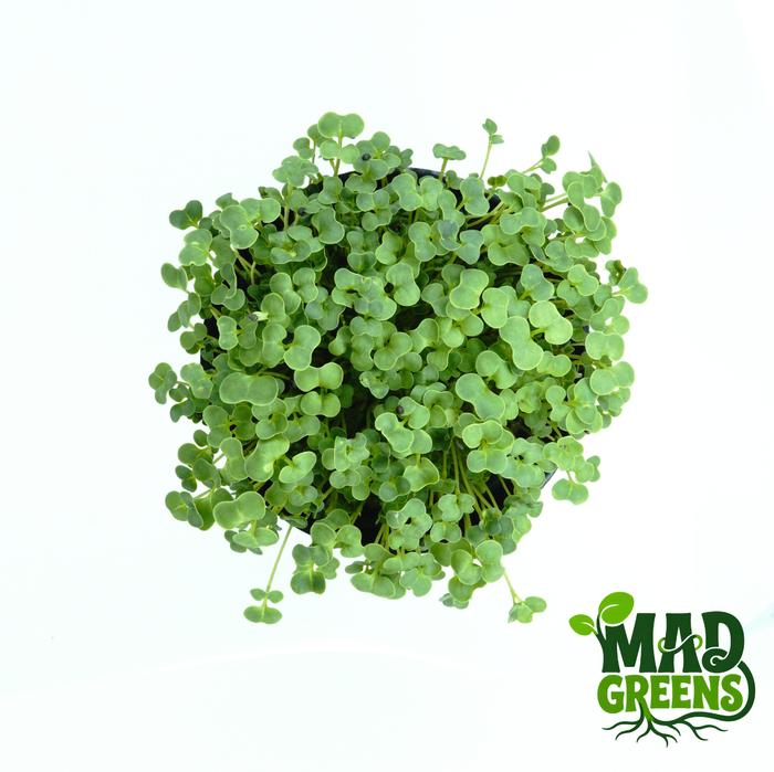 MADGreens - Microgreens Broccoli Potted - Salad Microgreen - Fresh foto 2