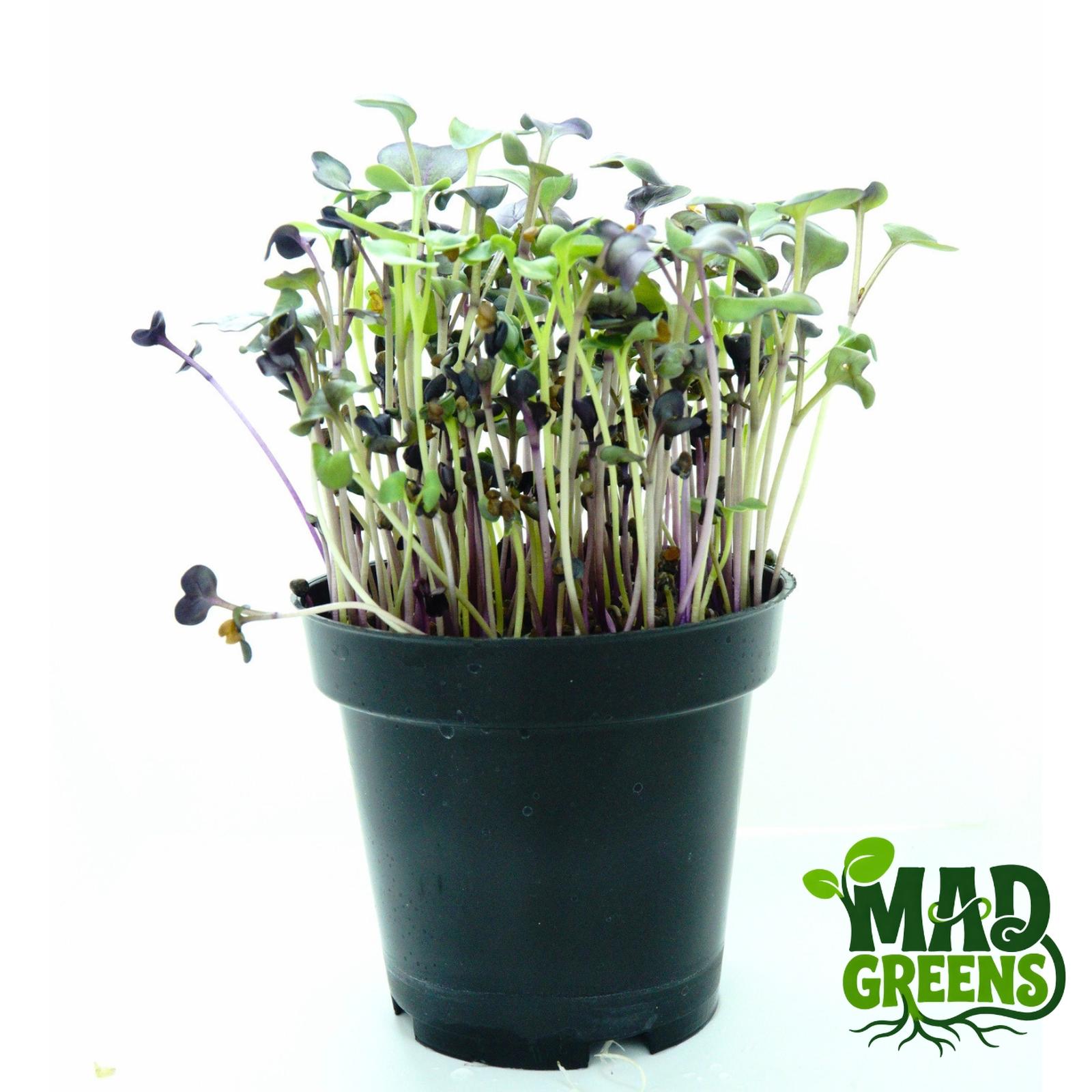 MADGreens - Microgreens Purple Radish Potted - Salad Microgreen - Fresh