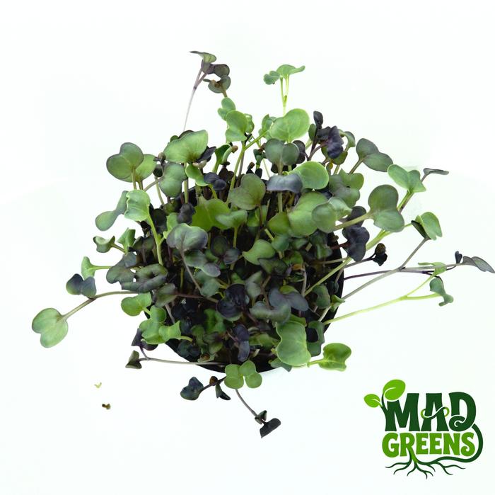 MADGreens - Microgreens Purple Radish Potted - Salad Microgreen - Fresh foto 2