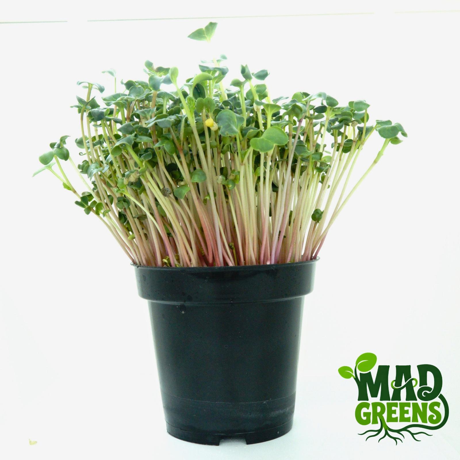 MADGreens - Microgreens Red Radish Potted - Salad Microgreen - Fresh