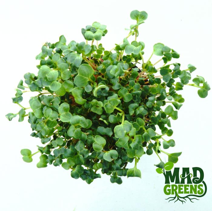 MADGreens - Microgreens Red Radish Potted - Salad Microgreen - Fresh foto 2
