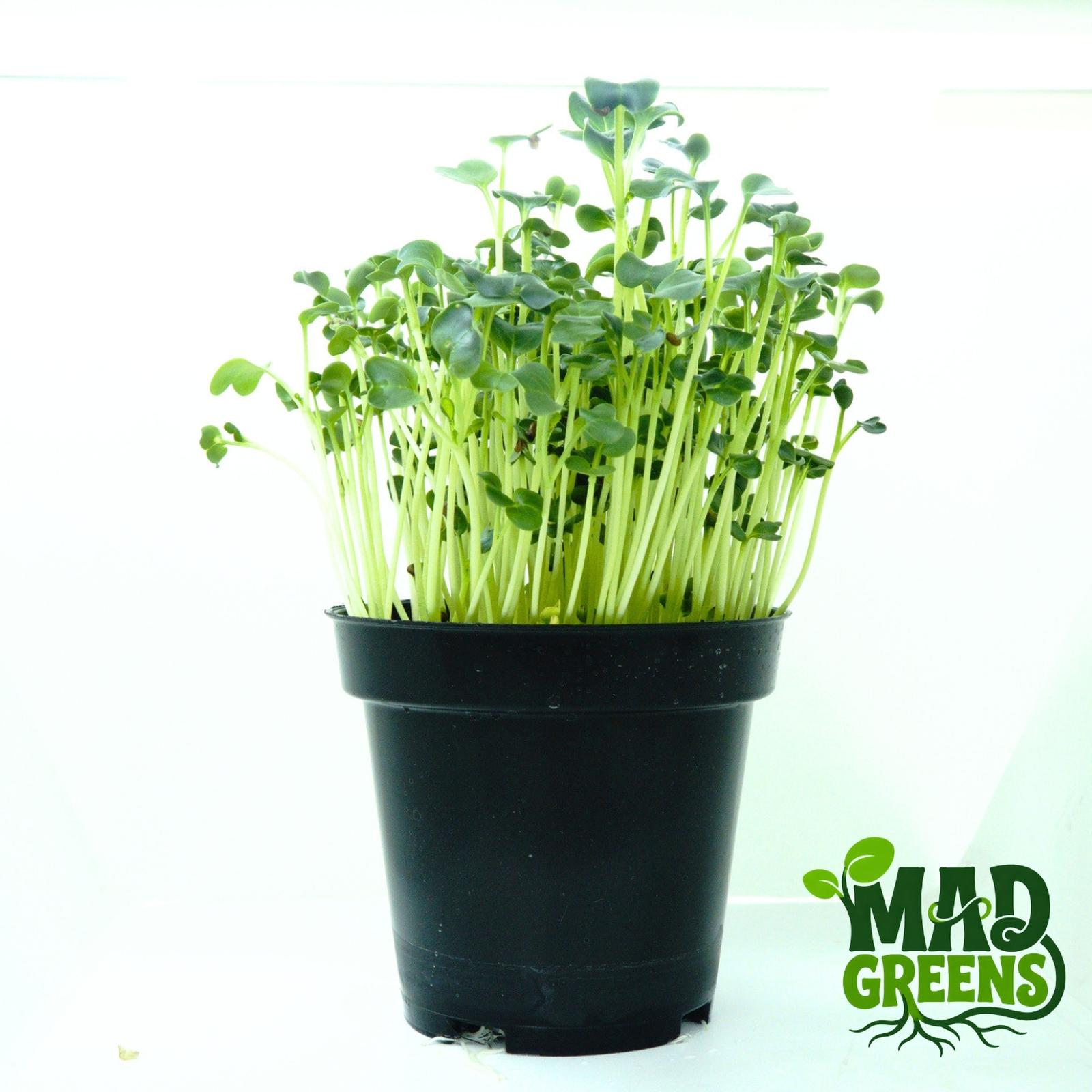 MADGreens - Microgreens White Radish Potted - Salad Microgreen - Fresh