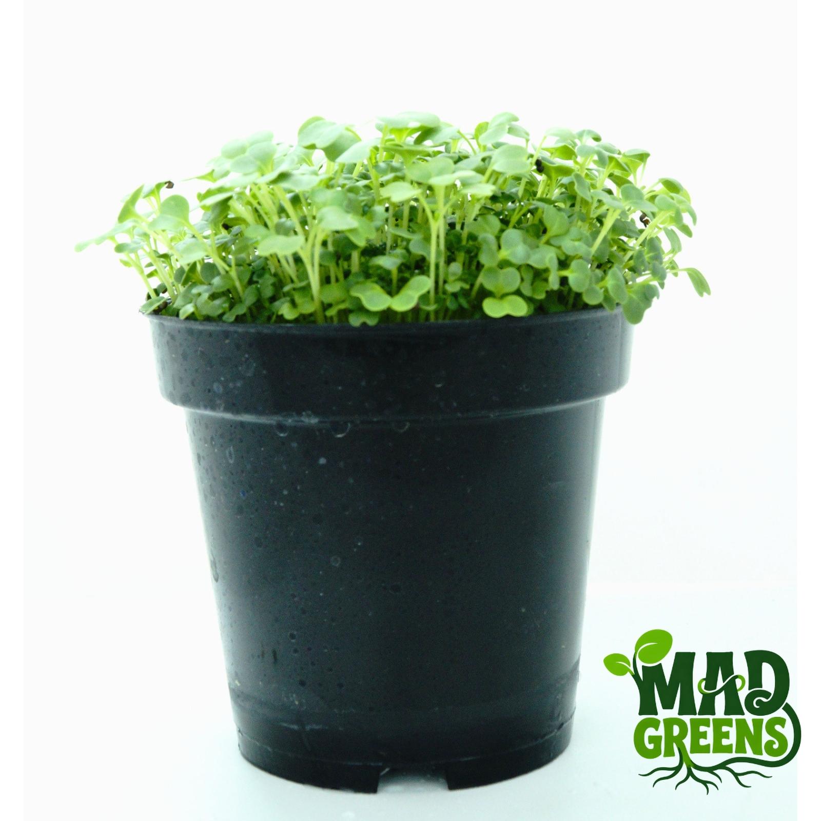 MADGreens - Microgreens Mustard Potted - Salad Microgreen - Fresh