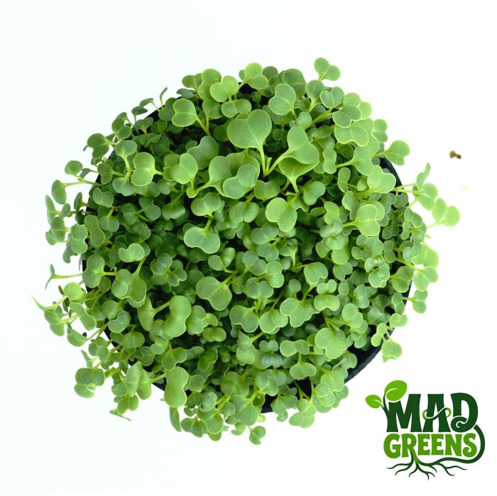 MADGreens - Microgreens Mustard Potted - Salad Microgreen - Fresh foto 2