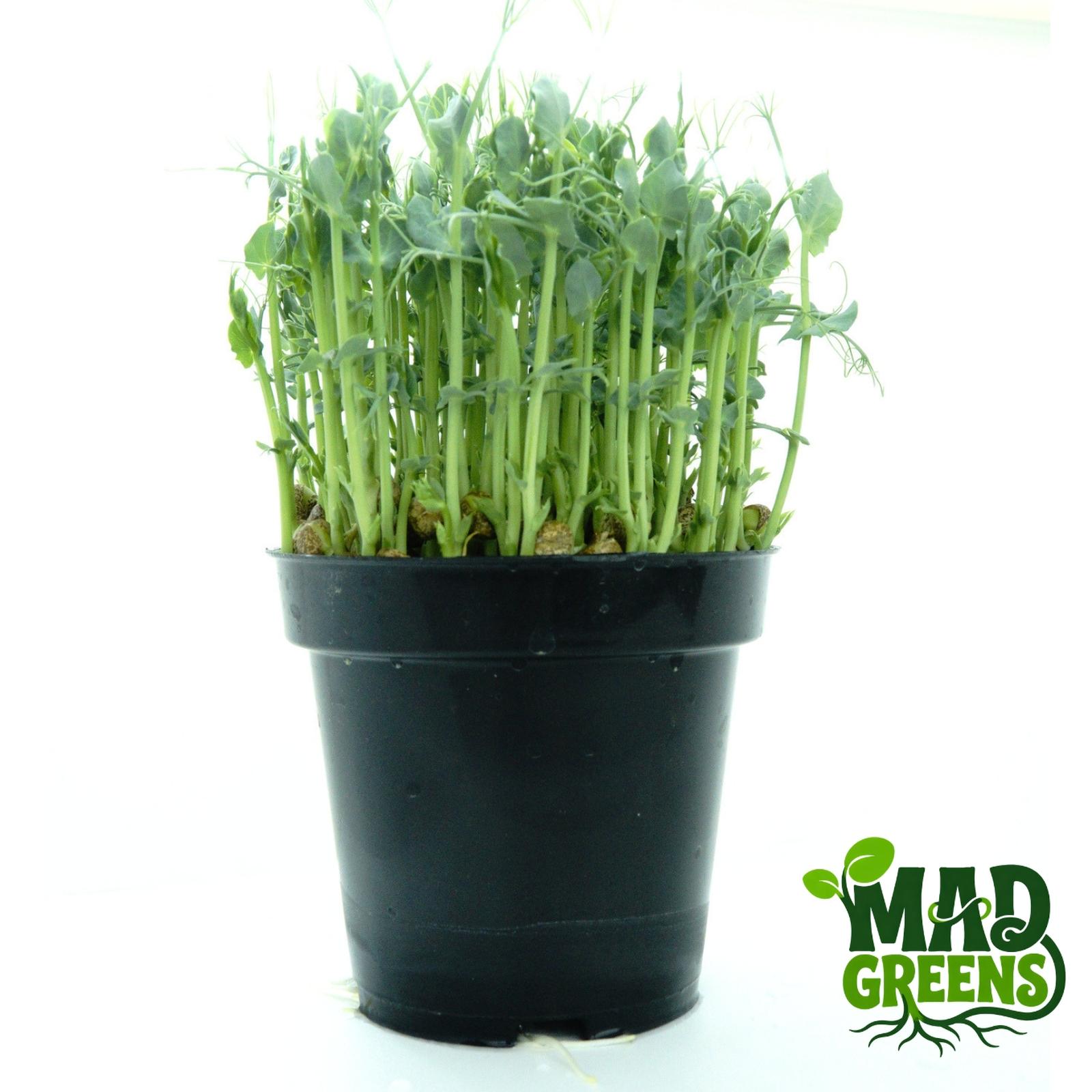 MADGreens - Microgreens Pea Shoots Potted - Salad Microgreen - Fresh