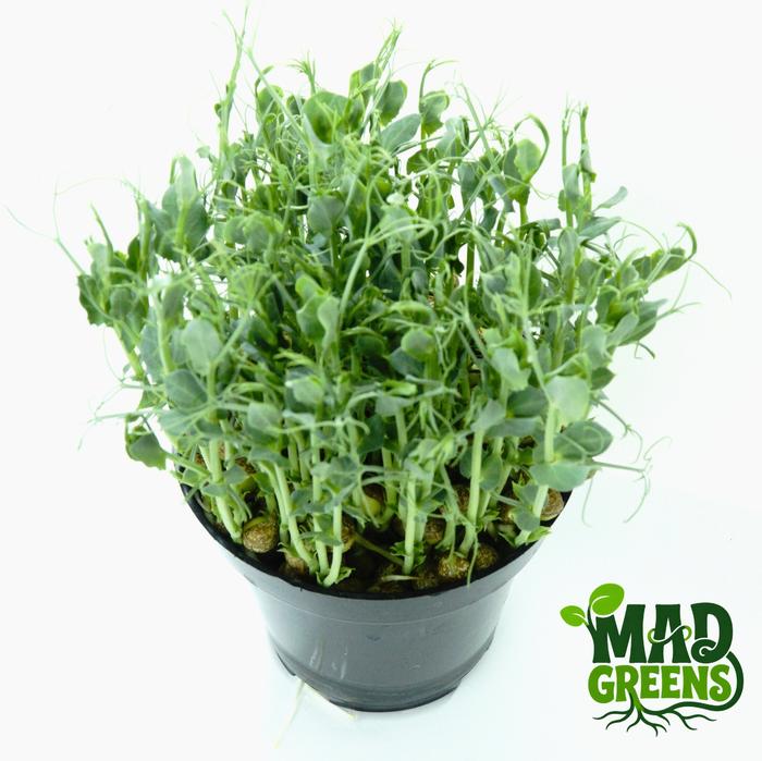 MADGreens - Microgreens Pea Shoots Potted - Salad Microgreen - Fresh foto 2