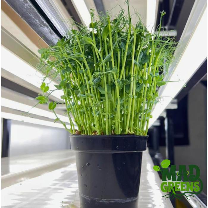 MADGreens - Microgreens Pea Shoots Potted - Salad Microgreen - Fresh foto 3
