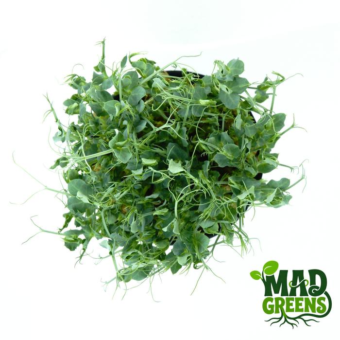 MADGreens - Microgreens Pea Shoots Potted - Salad Microgreen - Fresh foto 4