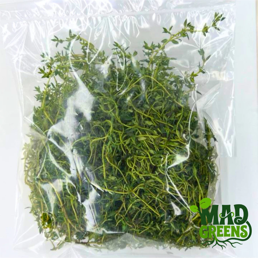 MADGreens - Daun Thyme Segar 50gr