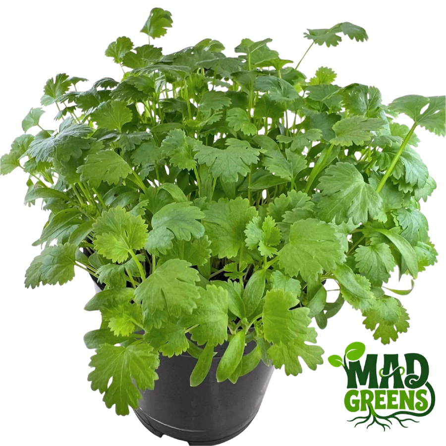 MADGreens - Microgreens Cilantro / Coriander Potted