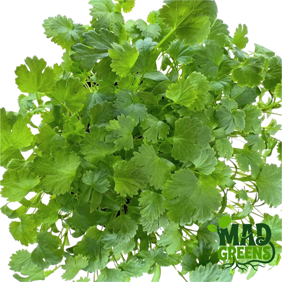 MADGreens - Microgreens Cilantro / Coriander Potted