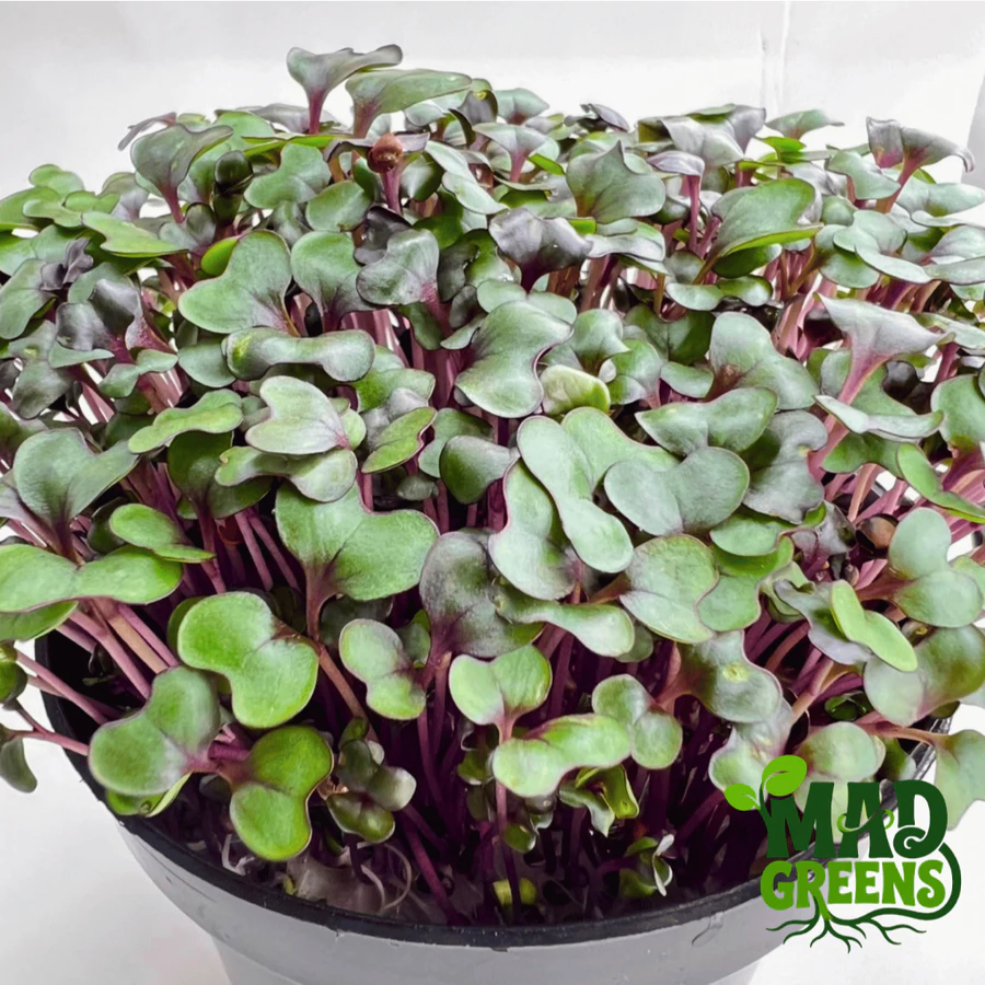 MADGreens - Microgreens Red Cabbage Potted - Salad Microgreens - fresh