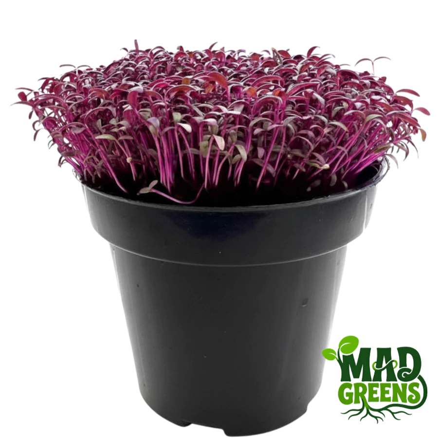 MADGreens - Microgreens Red Amaranth Potted - Salad Microgreens - Fresh