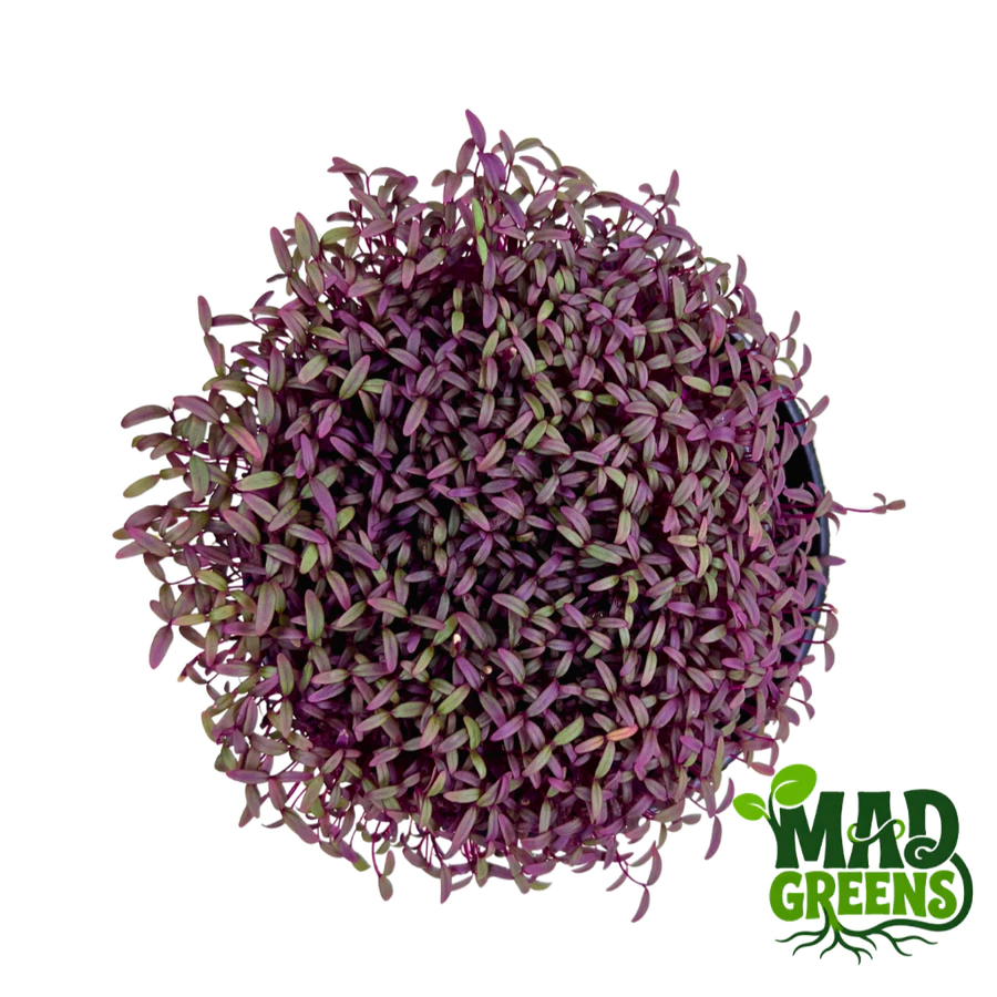 MADGreens - Microgreens Red Amaranth Potted - Salad Microgreens - Fresh