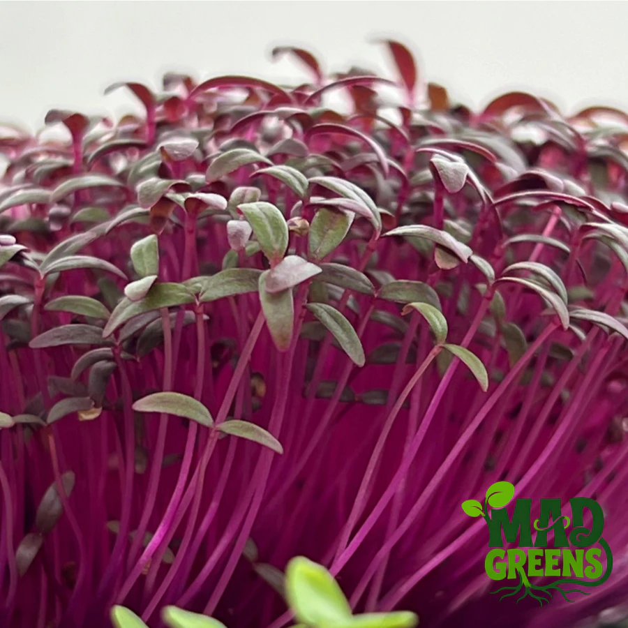 MADGreens - Microgreens Red Amaranth Potted - Salad Microgreens - Fresh