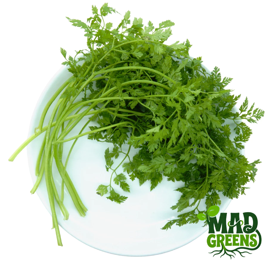 MADGreens - Chervil Leaf 30gr - Garnish - Fresh Cut