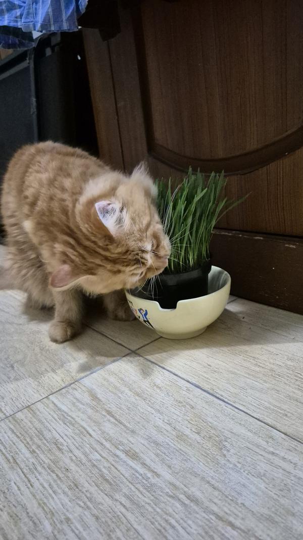 Foto ulasan