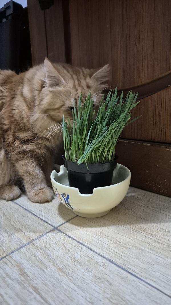Foto ulasan